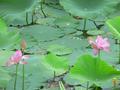 #8: Lotus pond east of confluence.