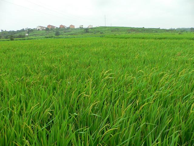 Looking east, Shenjiabian Village on hill.