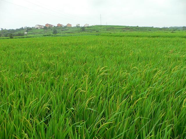 Looking east, Shenjiabian Village on hill.