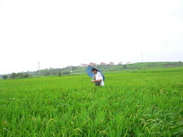 Targ wades 7 metres into rice paddy.