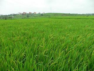 #1: Looking east, Shenjiabian Village on hill.