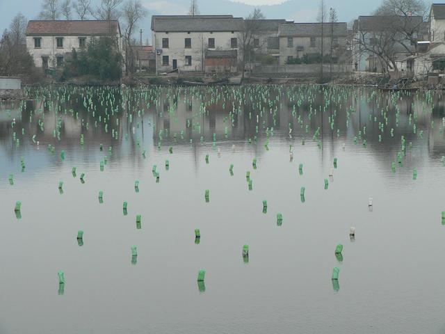 Green plastic bottles supporting submersed nets