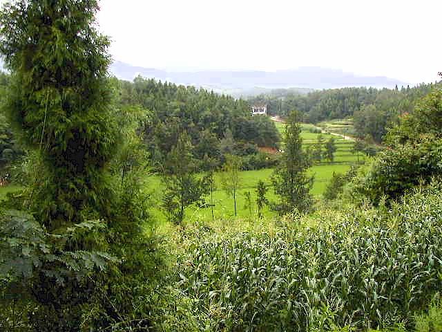 View looking North from the confluence point