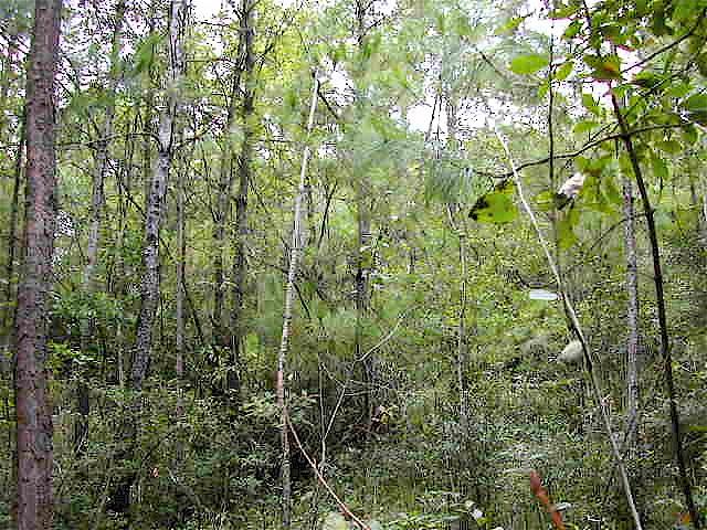 Looking North from the Confluence Point