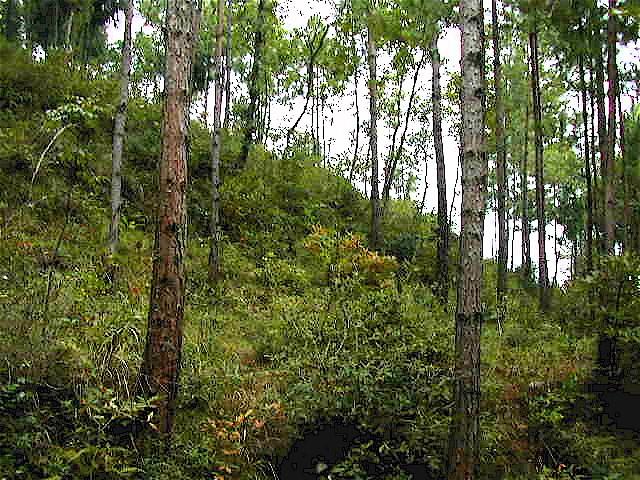 Looking South from the Confluence Point