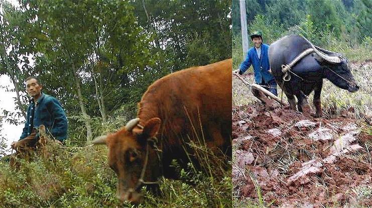 Hard working peasants plowing the fields