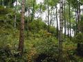 #4: Looking South from the Confluence Point