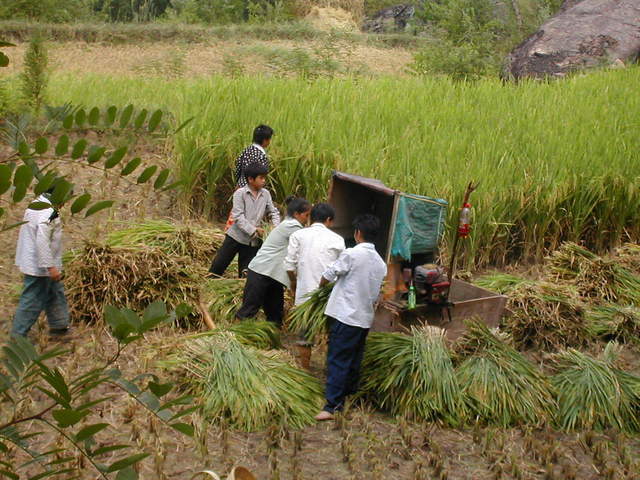 Rice harvesters hard at work