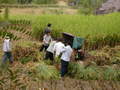 #5: Rice harvesters hard at work