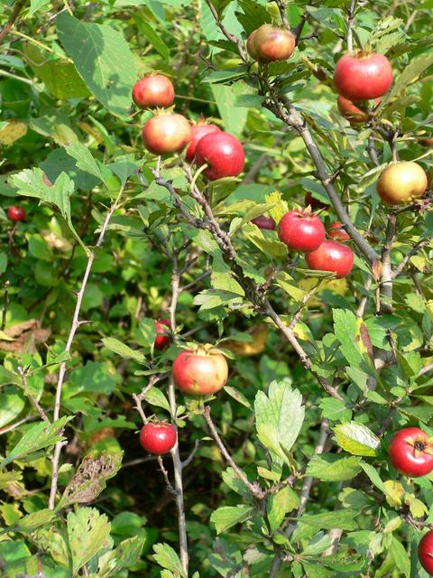 Hawthorn berries.