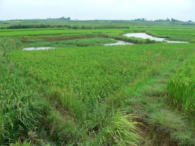 Looking southeast from confluence to nearby ponds.