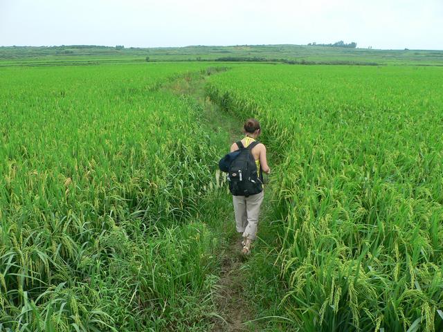 ...and out into paddy fields. Ah Feng leads the way.