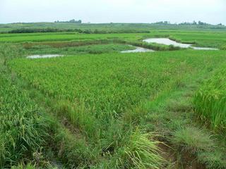 #1: Looking southeast from confluence to nearby ponds.