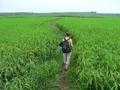 #5: ...and out into paddy fields. Ah Feng leads the way.