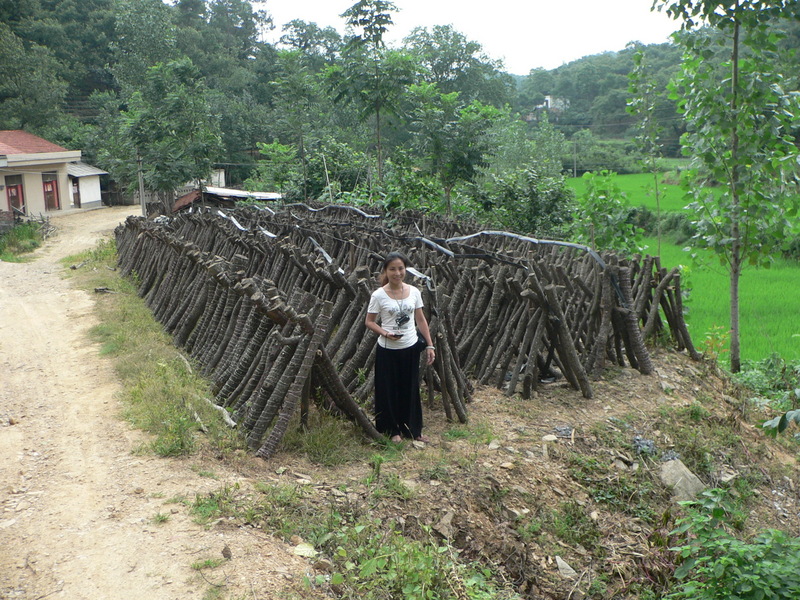 Ah Feng by the neat arrangement of logs, presumably for growing mushrooms