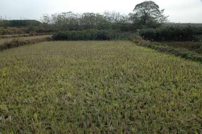 交汇点处在稻田中 / The confluence in a rice paddy