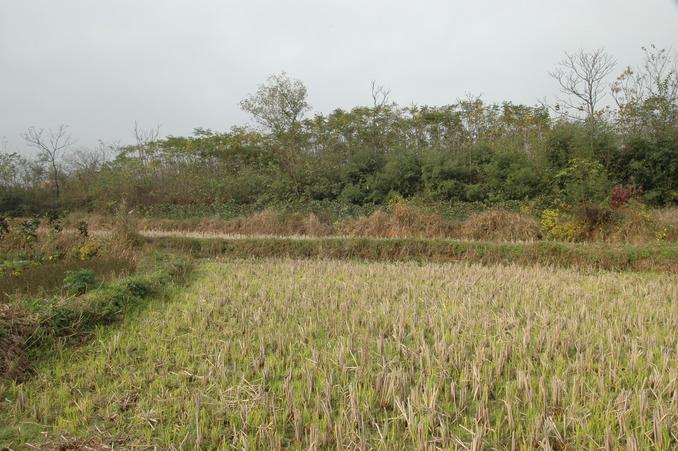 从交汇点向南看 / Looking south from the confluence