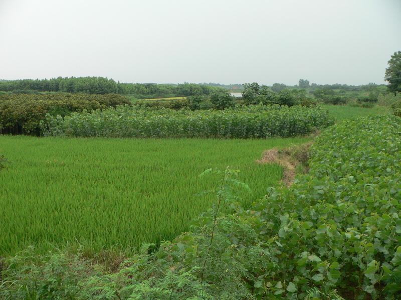General view of the confluence area, with the confluence located within the tall crop beyond the rice paddy
