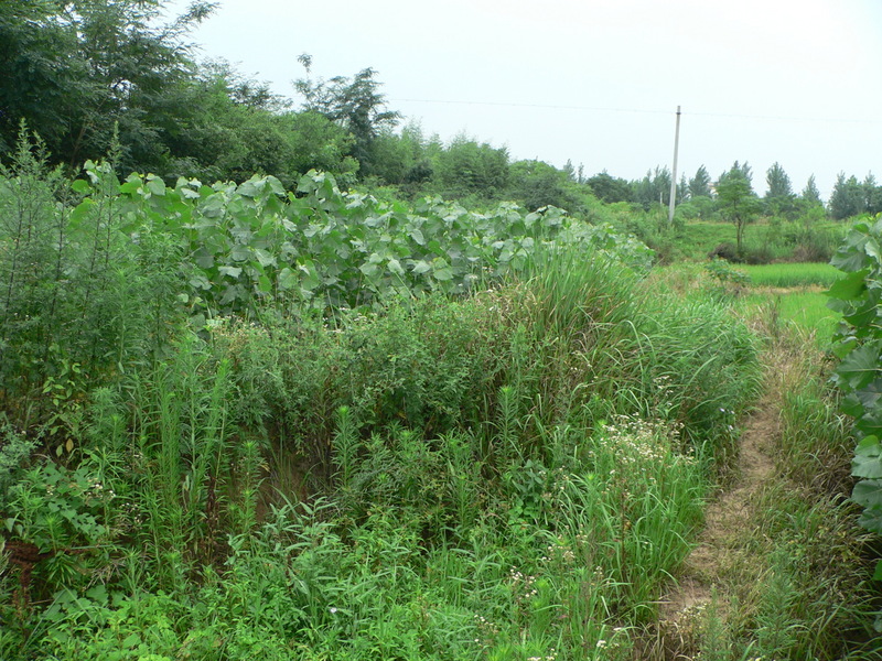 Looking north (from 14 m west of the confluence)