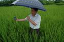 #7: Dr. Song getting the true zero reading in the rice paddy