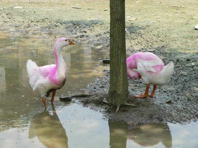 Psychedelic geese at crossroad 800 metres NNW of confluence.