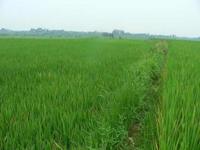Looking east.