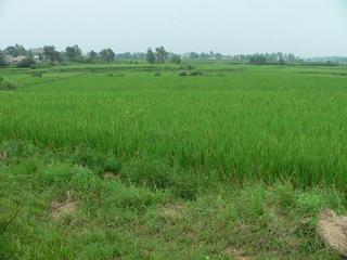 #1: Looking north from vehicle track, confluence in foreground rice paddy.