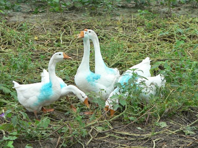 Geese daubed with iridescent blue paint.