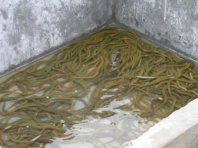 Huangshan (freshwater yellow eels).