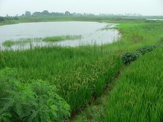 #1: General view of confluence, 15 metres into the pond.