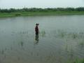 #4: Looking north; Hu Lunwu points to approximate location of confluence.