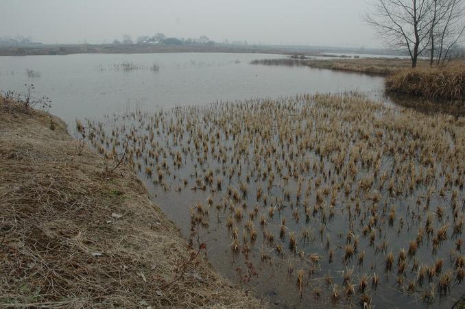 Confluence point located in the middle of the pond