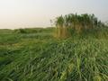 #2: View north - tall grass and reeds
