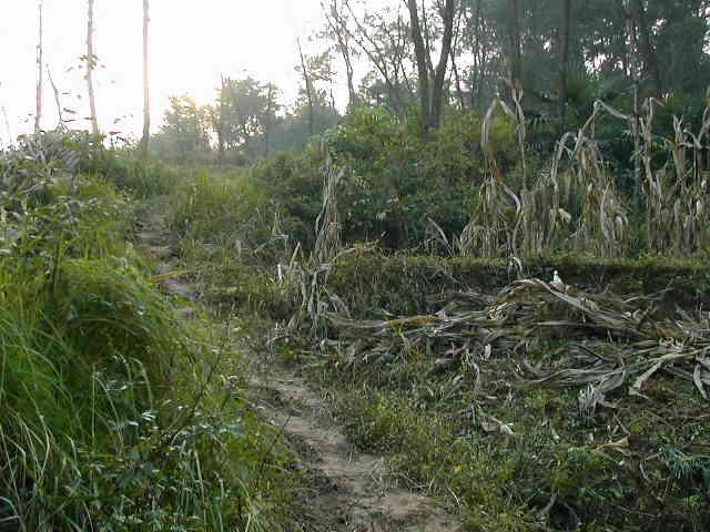 Looking east from the confluence