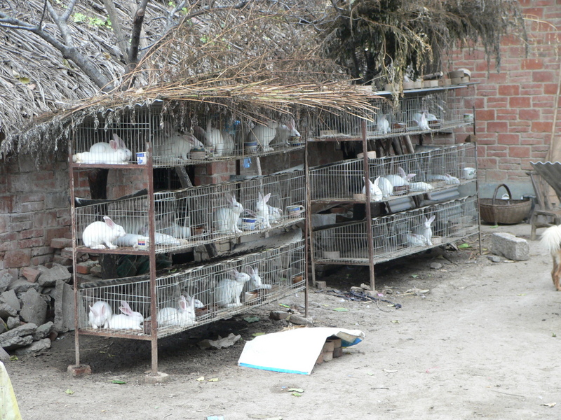 Raising white rabbits in Zuǒwā Village