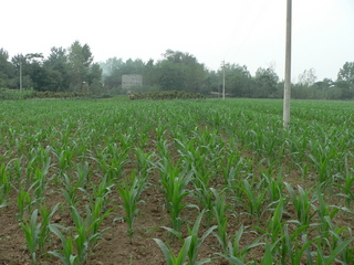 #1: Looking west, towards Zuǒwā Village