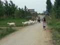 #2: Ah Feng on the cement road to Kāngzhuāng Village