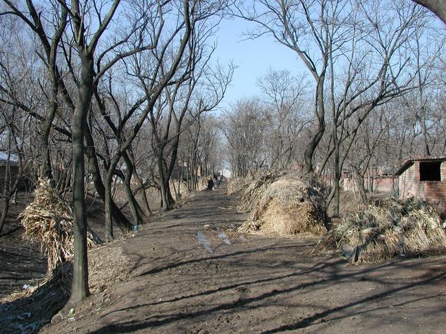 Muddy road in the village