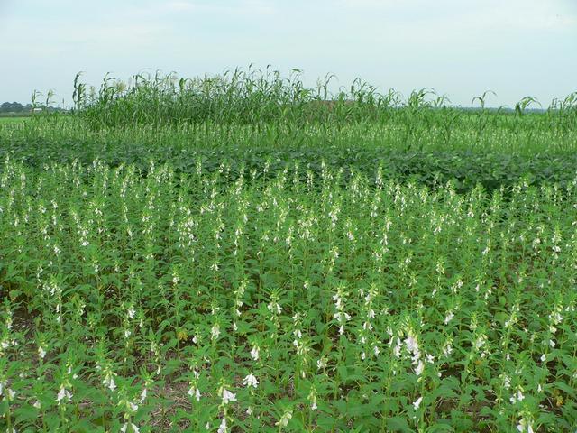 Looking west: sesame, red beans and corn.