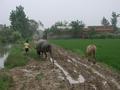 #8: Muddy path only fit for buffalo - right next to the CP