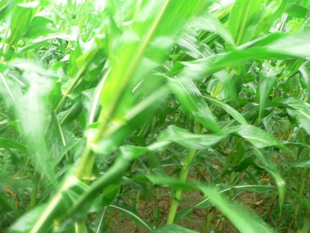 Among swirling corn plants at confluence.