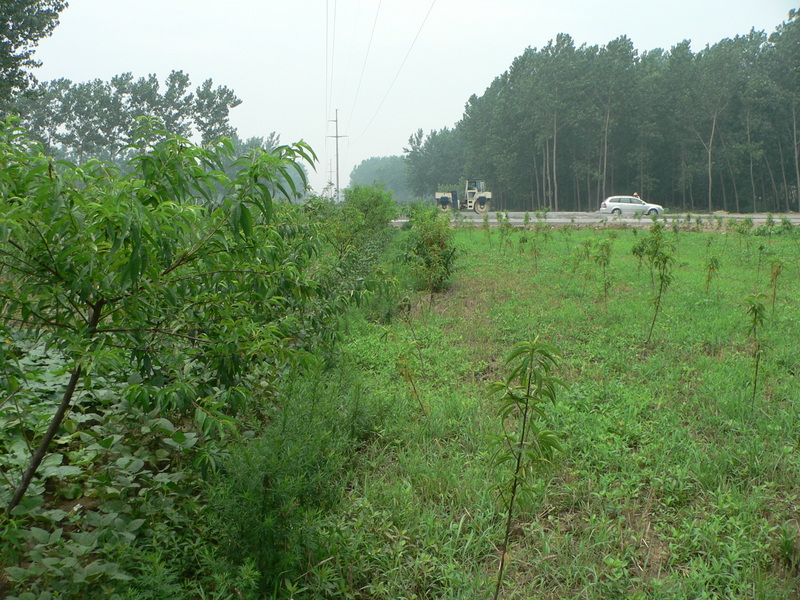 Looking west, towards the road construction