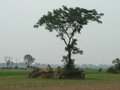 #10: Ah Feng next to the tree and mound, SE of the confluence