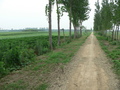 #4: The dirt road, with the burial mound off to the left in the distance