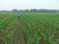 #2: Ah Feng crossing the wheat-cum-cornfields east of the confluence