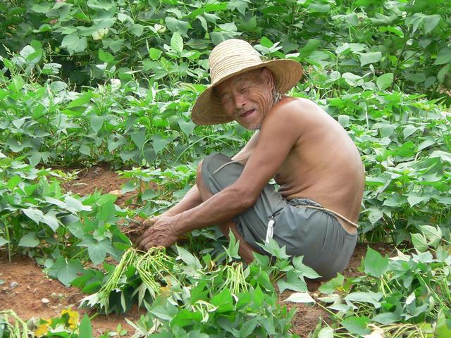 Happy old codger tending vegetables.