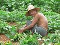 #5: Happy old codger tending vegetables.