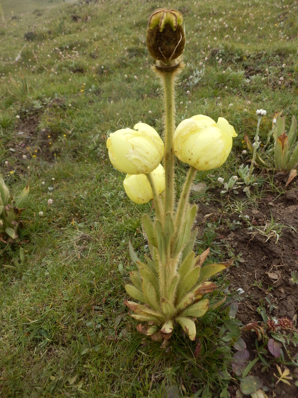 Unknown flower at the Confluence