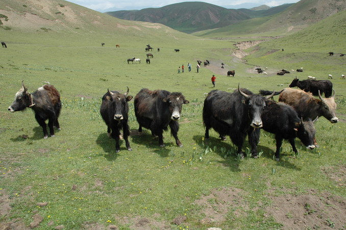 The yaks lining up to confront Oreo
