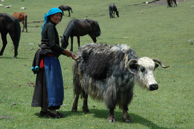 The elder herder with one of the older yak